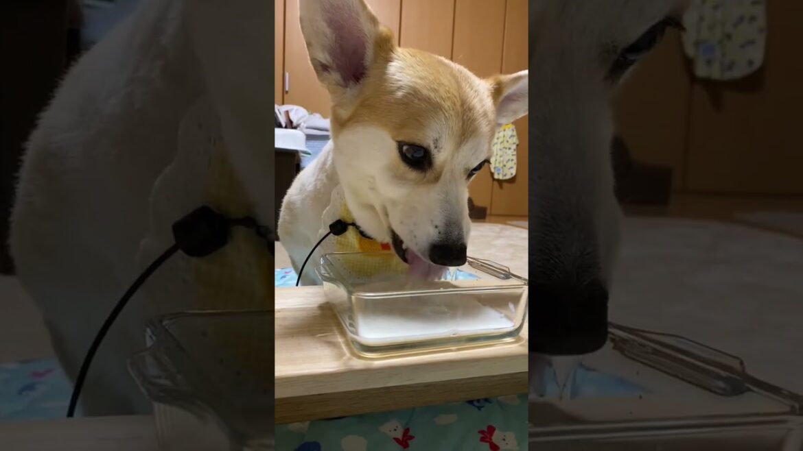 ASMR🍼#くきたん #コーギー  #asmr#dogasmr