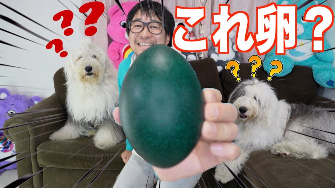 【激レア】これ何の卵か分かりますか❓大型犬オハナとパトラとエリックで食べちゃった😋 【激レア】これ何の卵か分かりますか❓大型犬オハナとパトラとエリックで食べちゃった😋