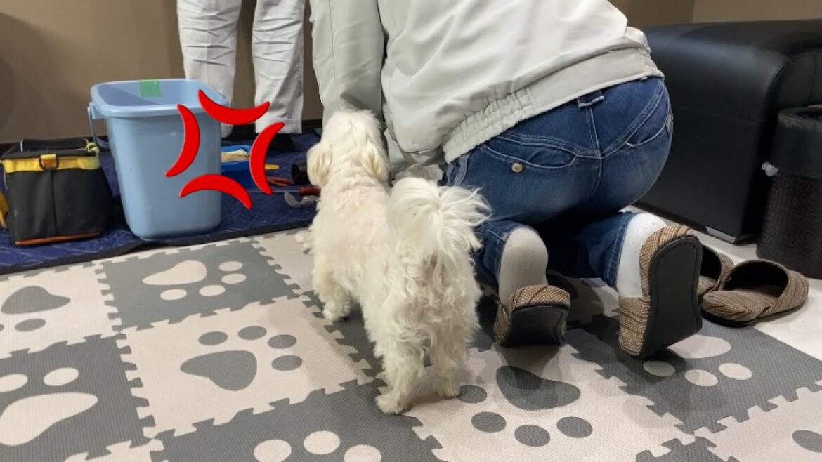 家に来た業者さんを不審者と勘違いする犬【マルチーズ】