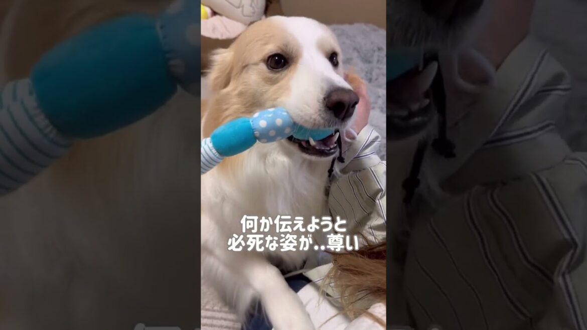 お留守番が寂しすぎて泣き叫ぶ犬...【ボーダーコリー】#shorts