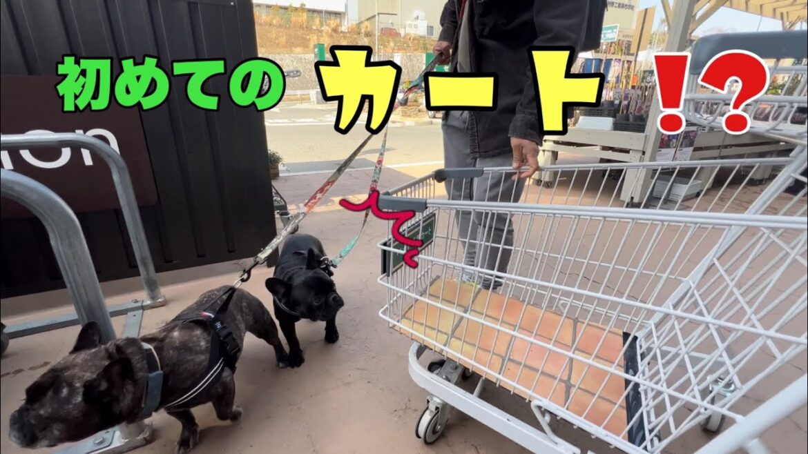 多頭飼いあるある⁈1歳9ヶ月でホームセンターデビューする末っ子ノア