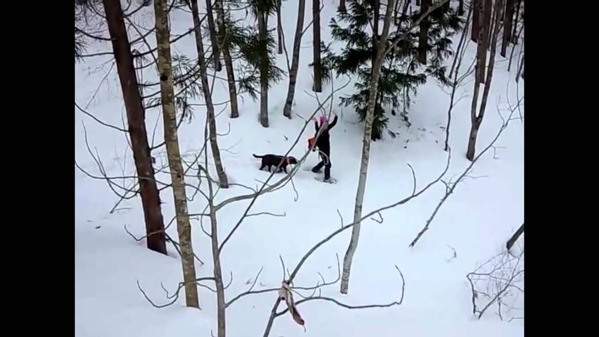 スノーシュー　行ってきました。 ラブラドール