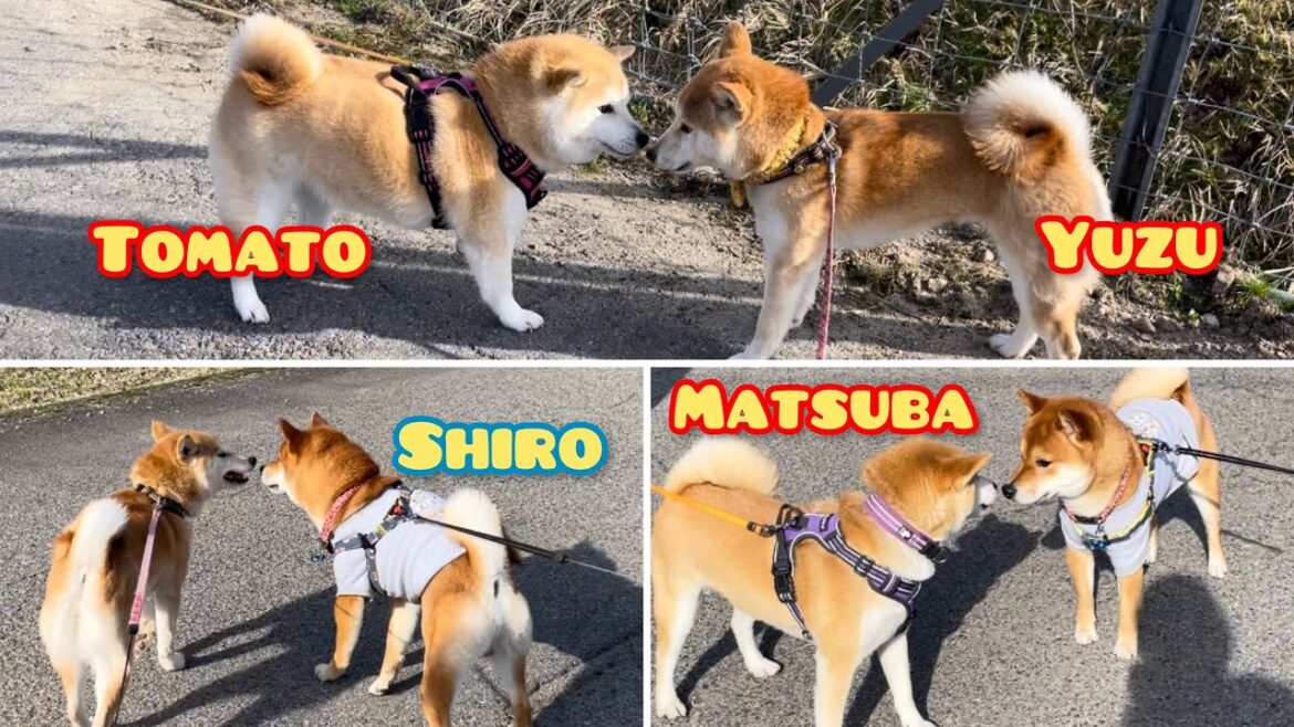 柴犬たちが姉妹や柴友達との再会を喜び合う姿が可愛い！