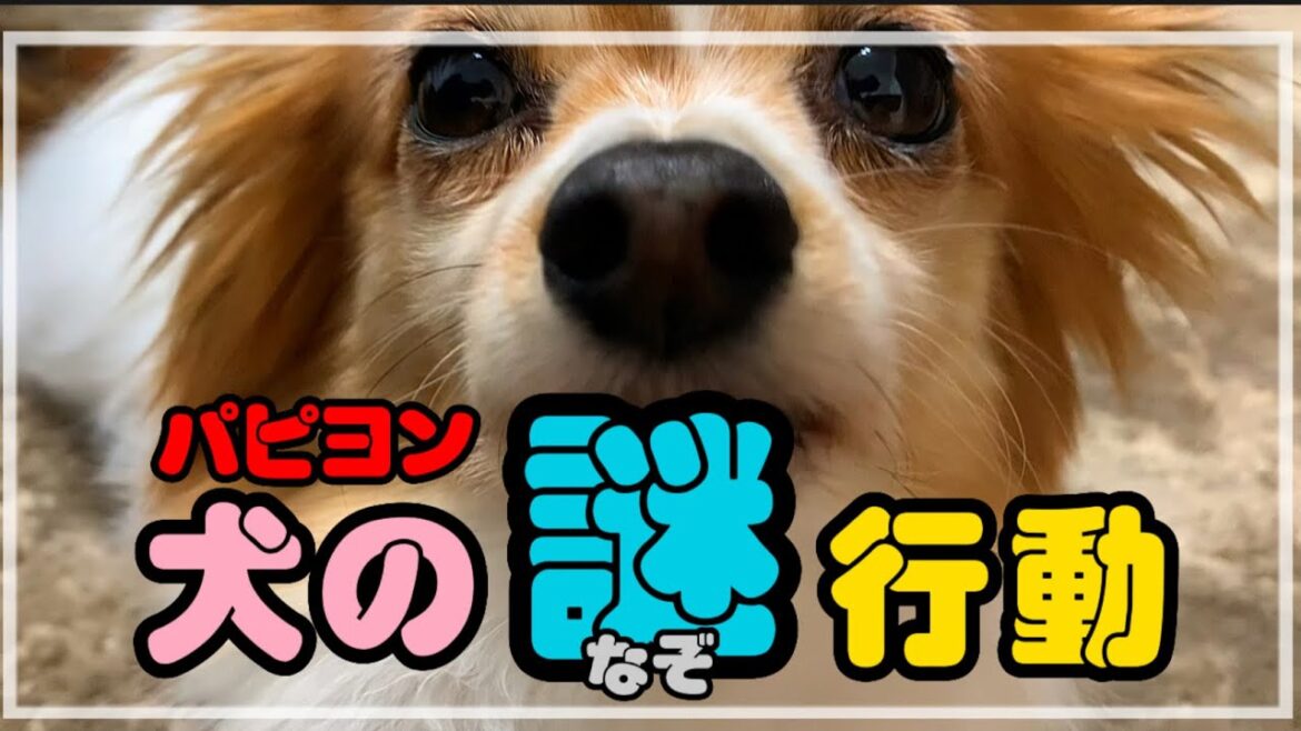 犬のハテナな行動を紹介します！パピヨン犬ノエルくんの毎日のルーティンと面白い行動