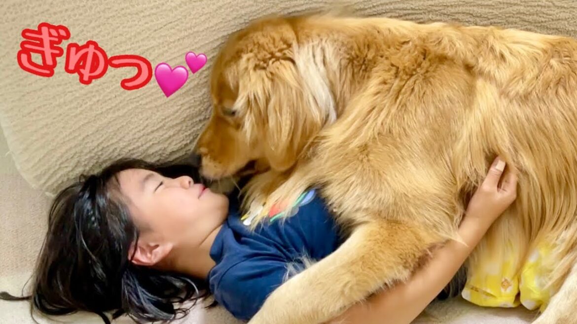 大好きな姉とは片時も離れたくない超甘えん坊な大型犬【ゴールデンレトリバーとミニチュアダックスフンド】