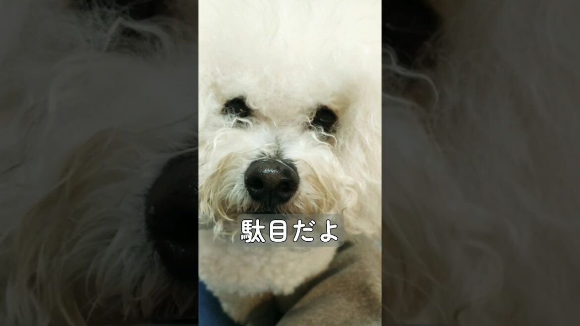 圧 #ビションフリーゼ #犬のいる暮らし #かわいい犬 #白い犬 #焼き芋