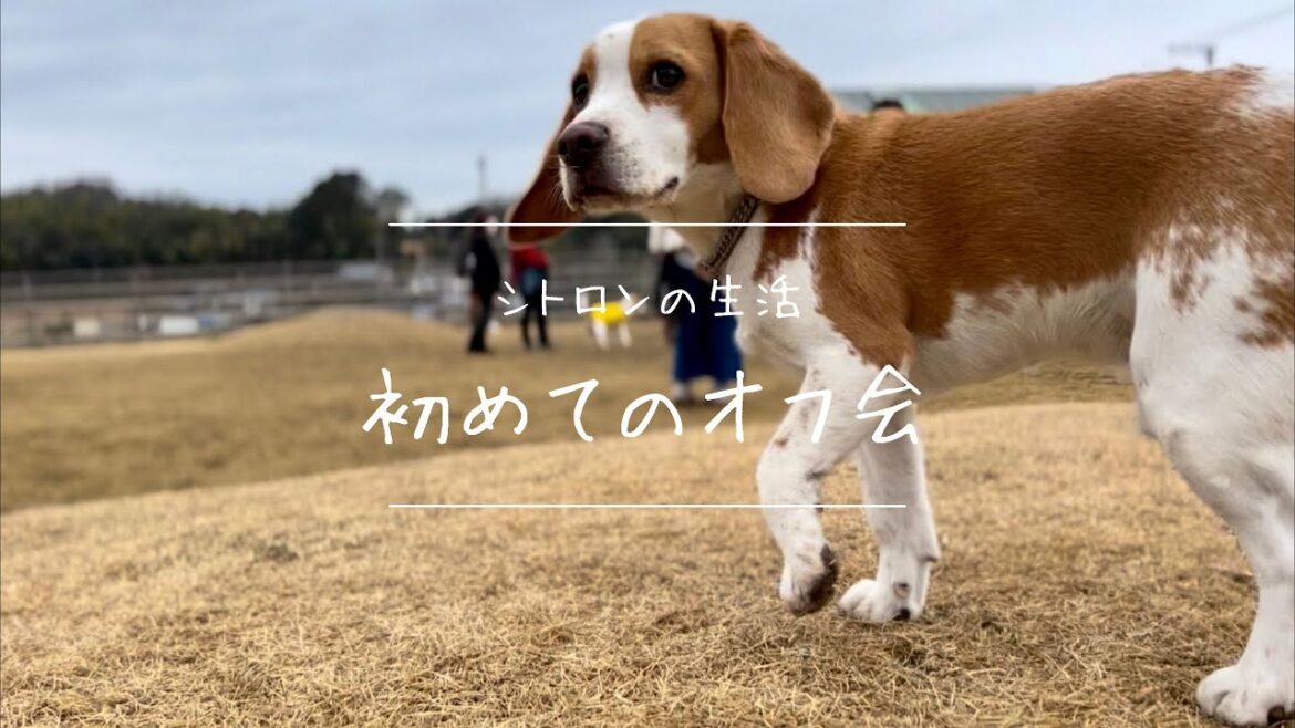 ビーグル オフ会に参加したらシトロンのテンションがダダ下がりだった話と彼の頑張り