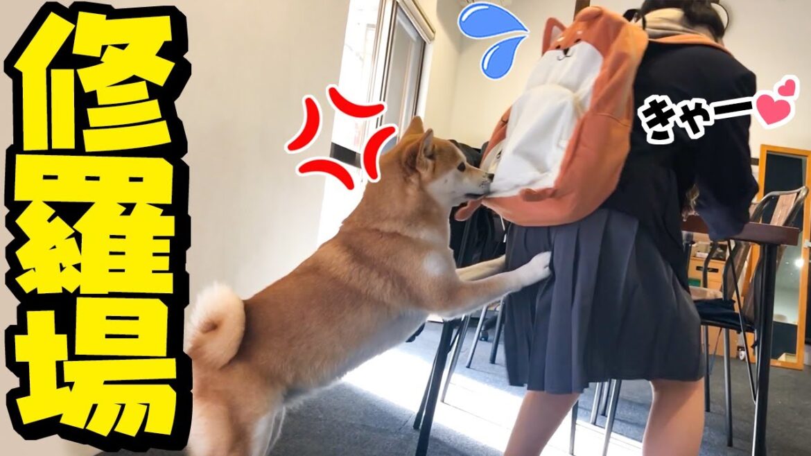娘が柴犬リュックを背負ったら修羅場になりましたT^T