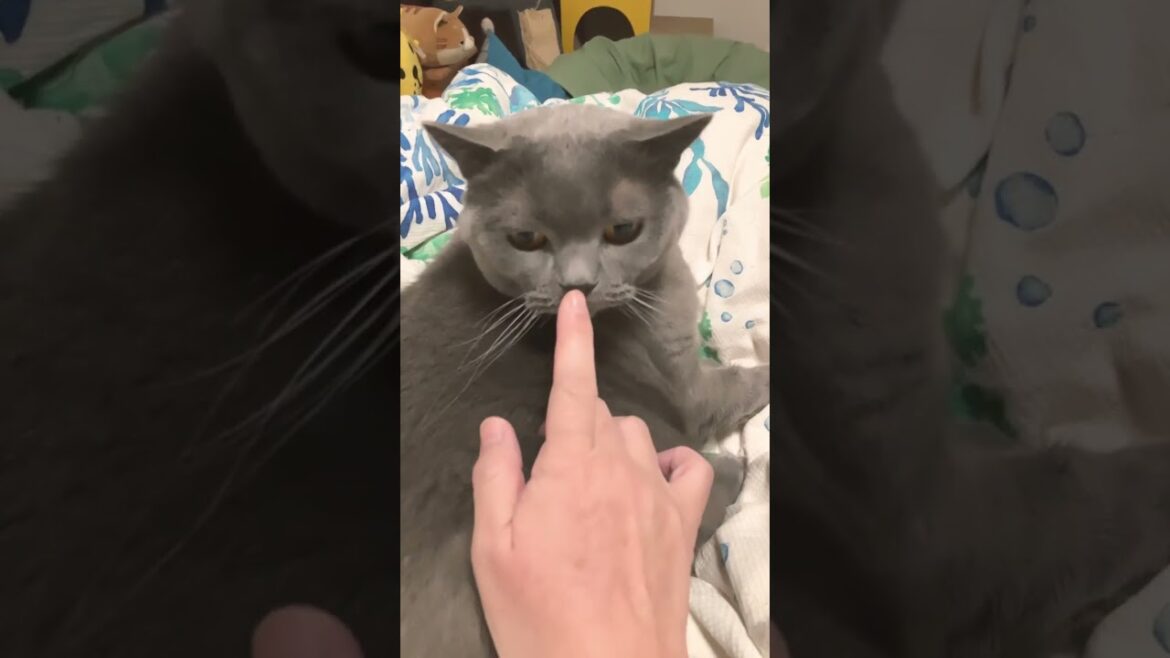 呼んで見ただけ #猫 #ブリティッシュショートヘア #shorts
