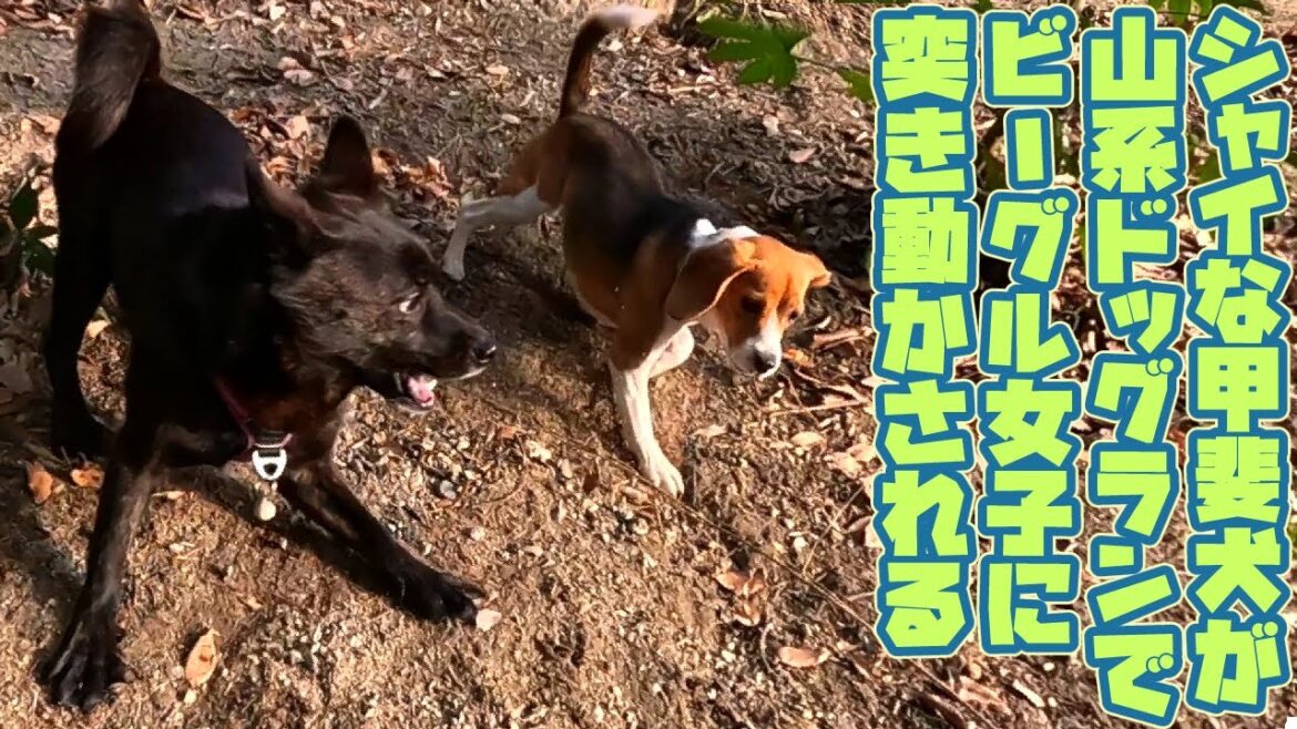 シャイな甲斐犬男子とおてんばビーグル女子が山系ドッグランでデート
