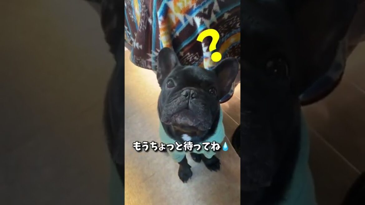 今日のわんこ　フレンチブルドッグ編　首振りわんこ