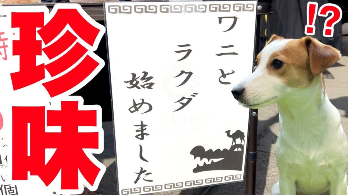 【珍味】ワニとかラクダを食べた犬のリアクションが意外すぎた［しゃべる犬 ジャックラッセルテリア］