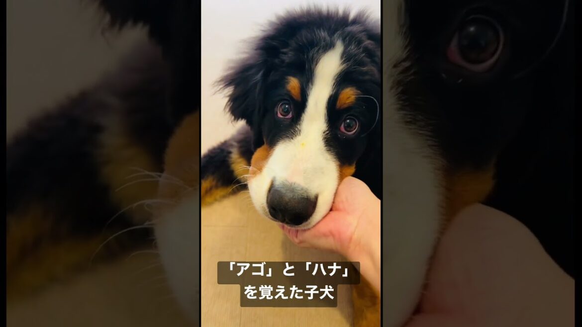 「アゴ」と「ハナ」を覚えたバーニーズマウンテンドッグの子犬