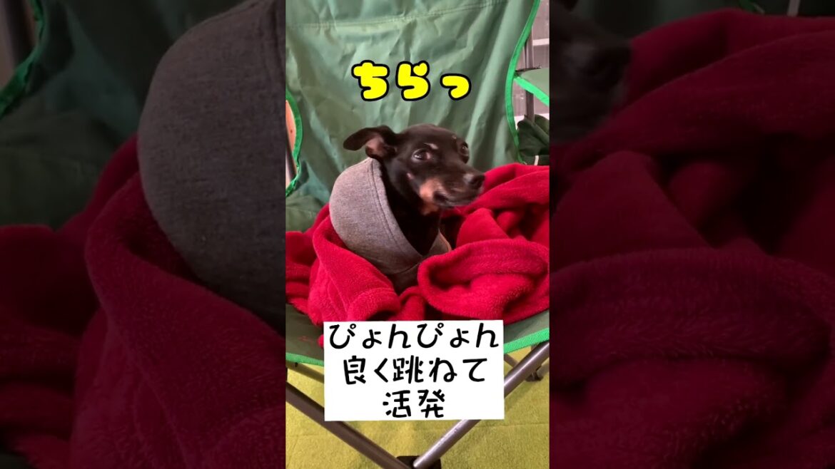 ミニピンは魅力がたっぷりです！