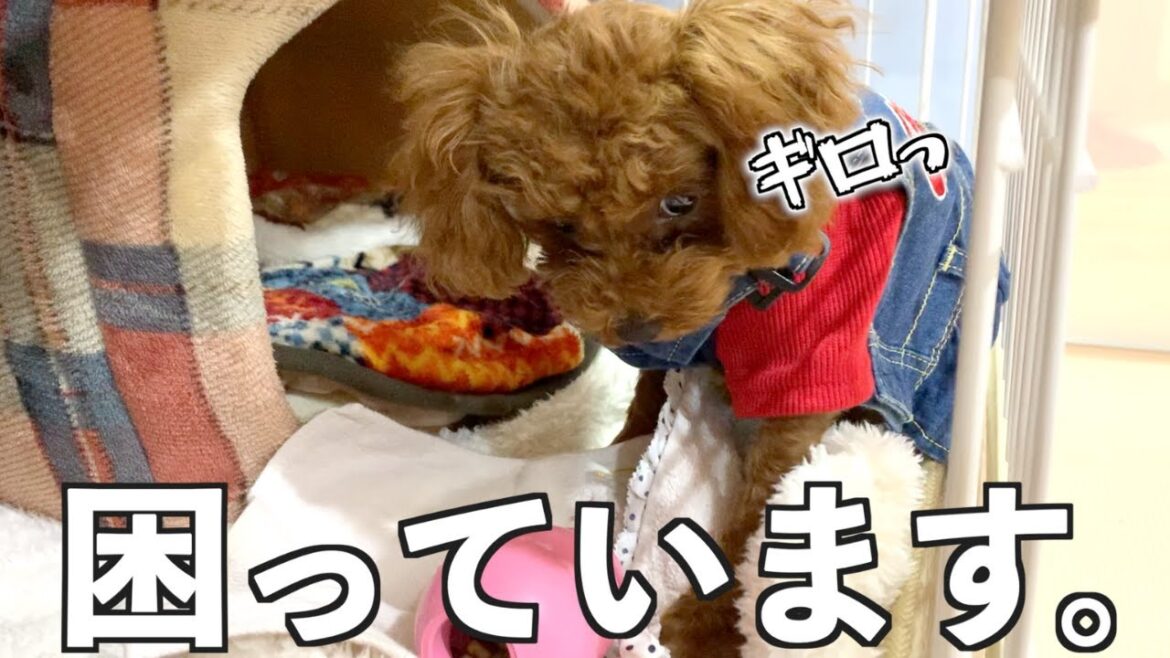 【悩み】怒りグセで飼い主が噛まれる!?急変するトイプードルの子犬 【悩み】怒りグセで飼い主が噛まれる!?急変するトイプードルの子犬