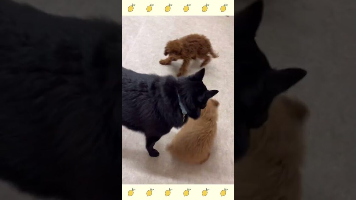 犬のようちえん・ほいくえん・お泊りトレーニング・スキッパーキ#犬のしつけ#shorts