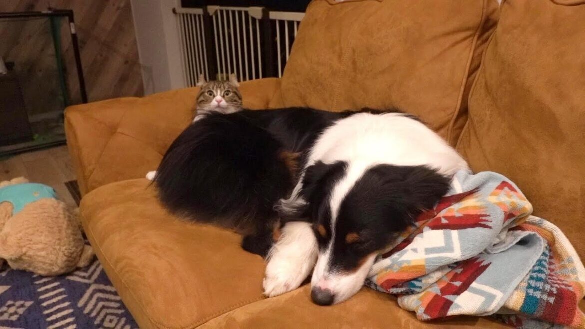 犬の尻に敷かれてすごくビックリしてる猫