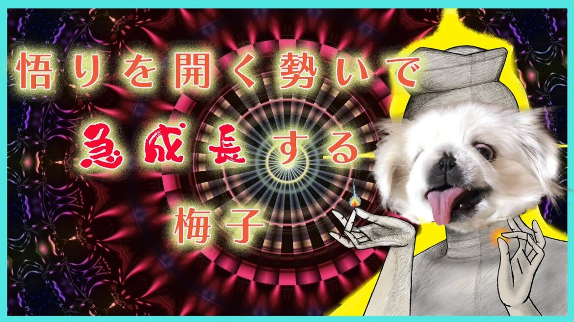 悟りを開く勢いで成長する【ペキニーズ】梅子です！
