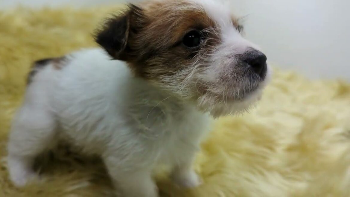 ジャックラッセルテリア子犬（メス３ちゃん）生後40日頃