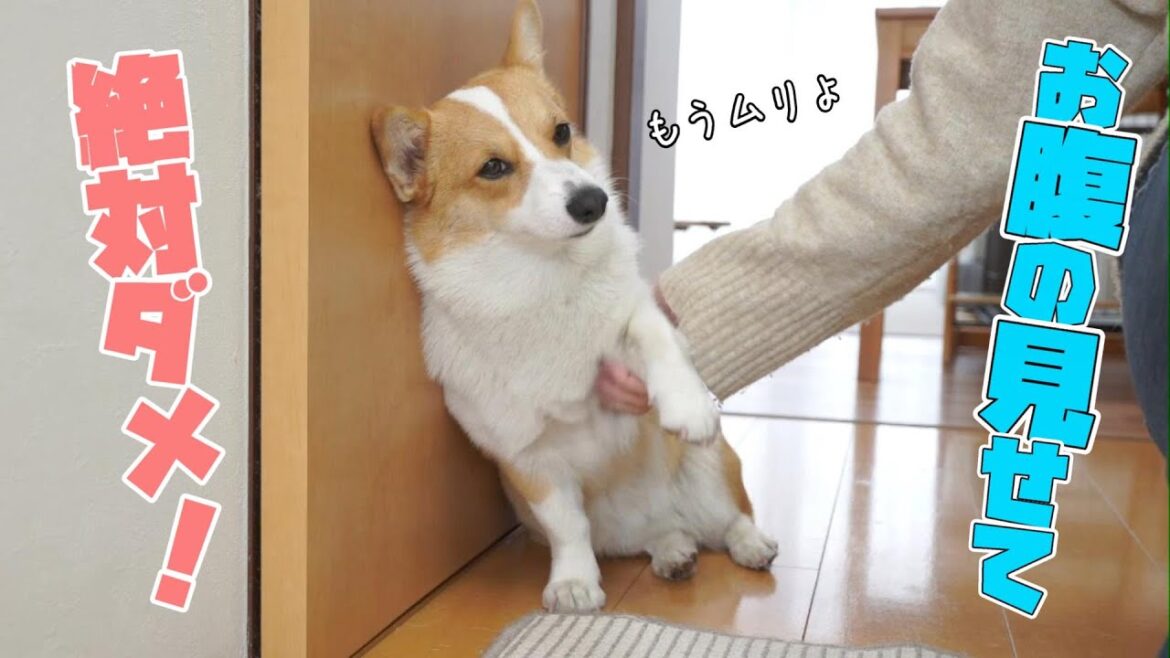 特技がお腹だしだったコーギー子犬が成長したらお腹を見せてくれなくなりました/生後10か月