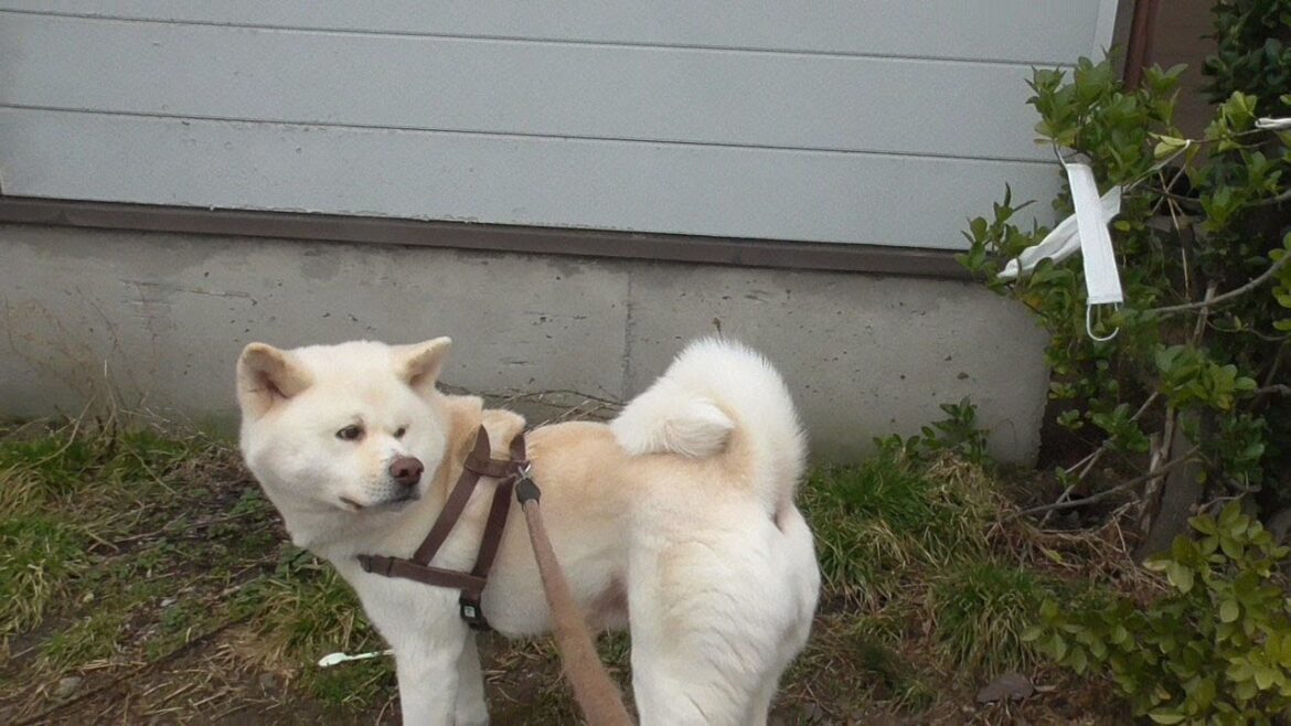 【秋田犬ゆうき】マスクの木がたくさん花を咲かせたので二人で一緒に見に行ってきました【akita dog】