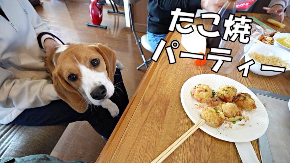 楽しいタコパはビーグル犬にとっては地獄？
