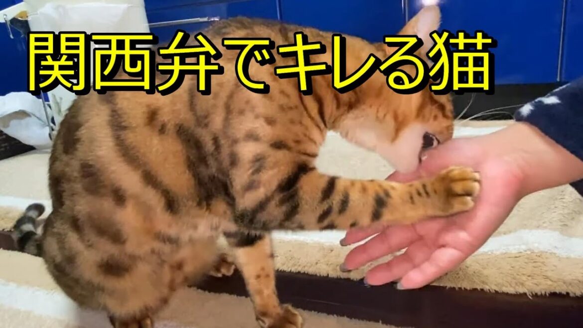 【関西弁を喋る猫】音声変換でベンガル猫の不満を聞いてみた