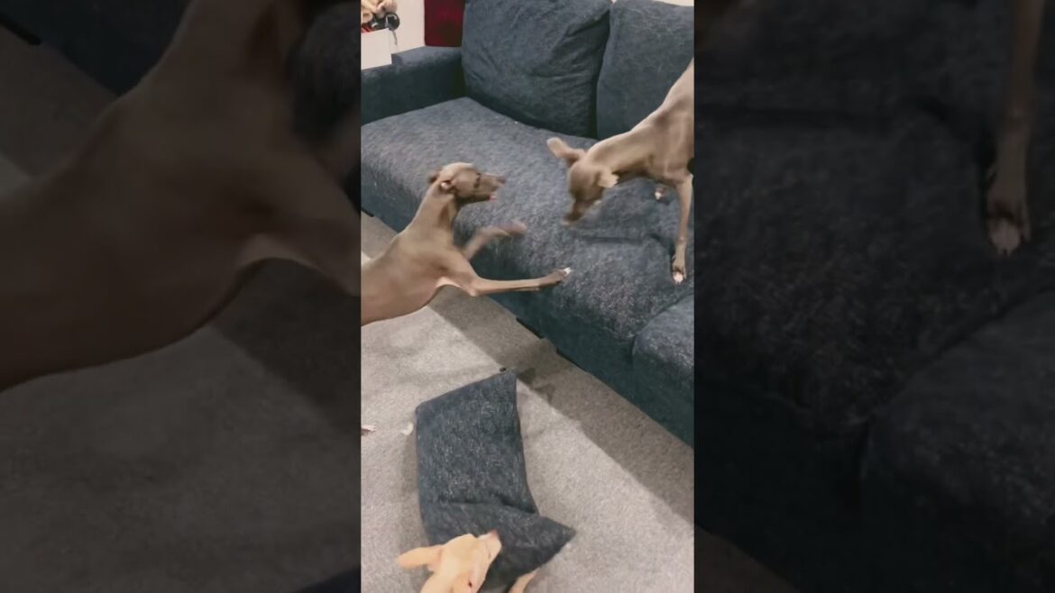たいあたりして遊ぶ犬