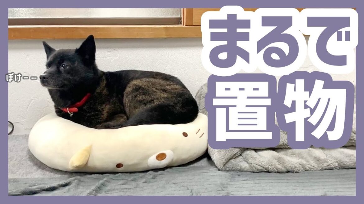 【甲斐犬】まんまるクッションの上で置物のように眠るおばあちゃん犬が可愛すぎる…！