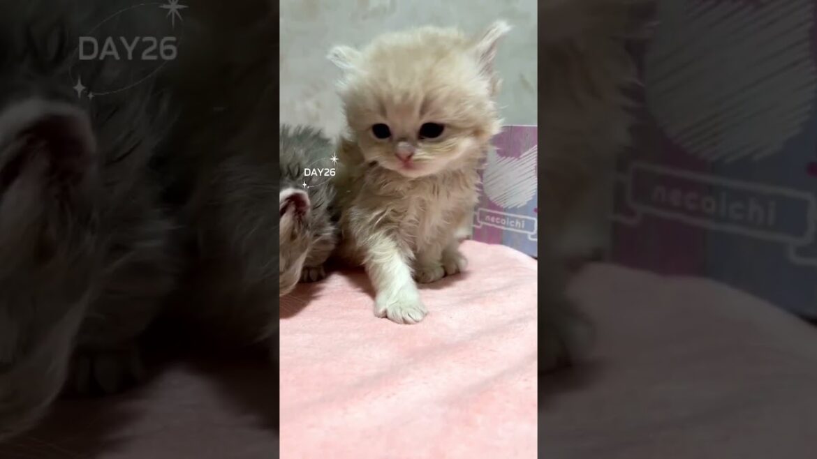 【今日もふ】ミヌエット子猫さん♡DAY26♡【2023年3月6日】 【今日もふ】ミヌエット子猫さん♡DAY26♡【2023年3月6日】