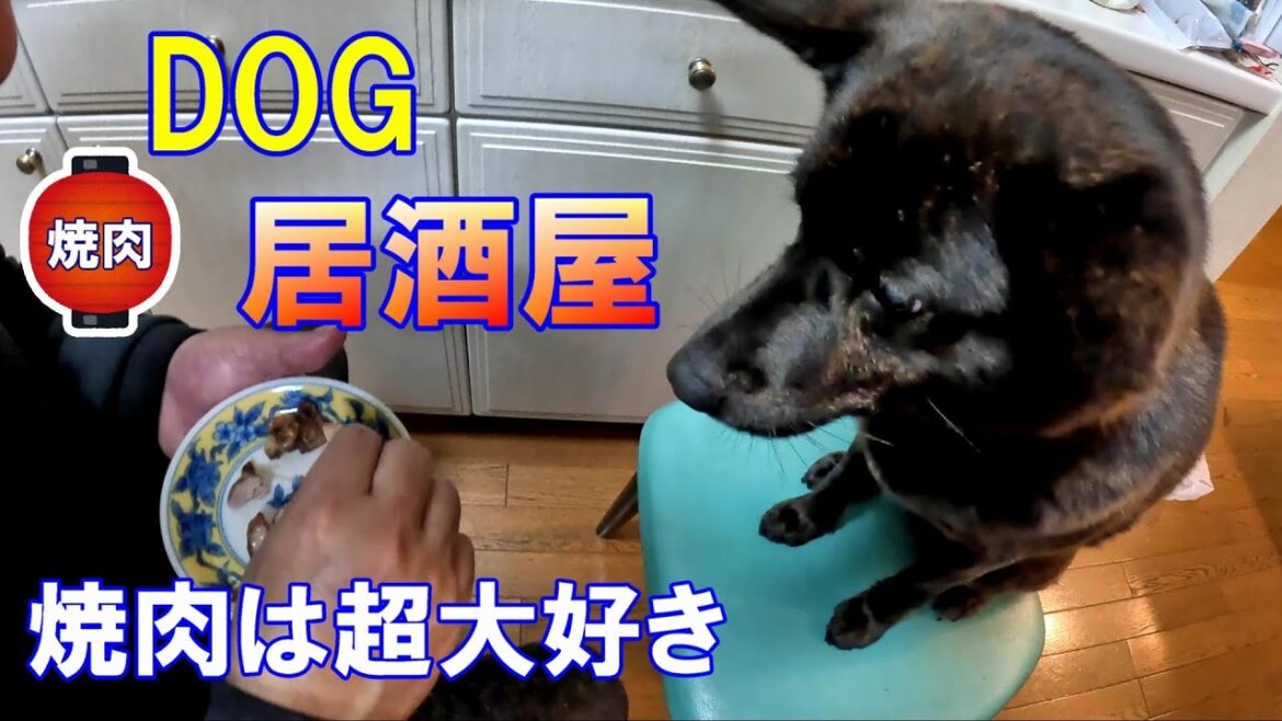 火は怖くない愛犬！DOG居酒屋-　甲斐犬いち