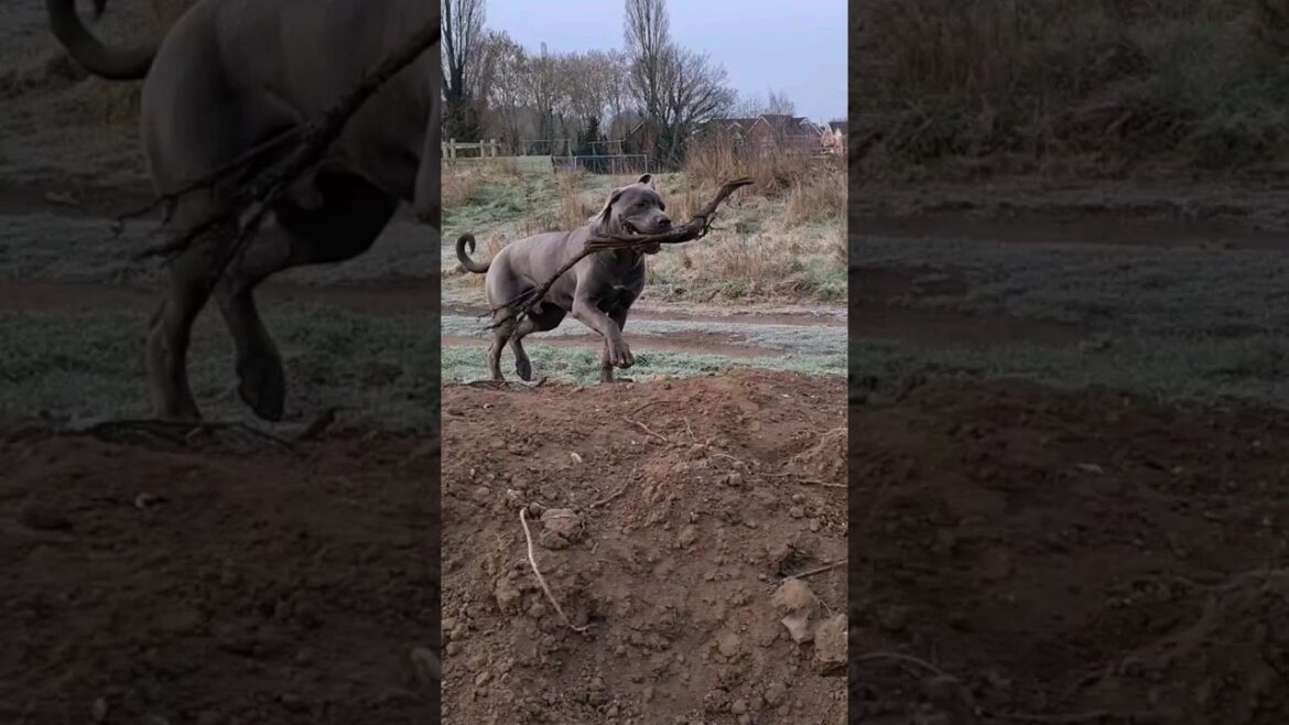 Bruce The Cane Corso 91 LBS / 41KG   8 months old Bruce The Cane Corso 91 LBS / 41KG   8 months old