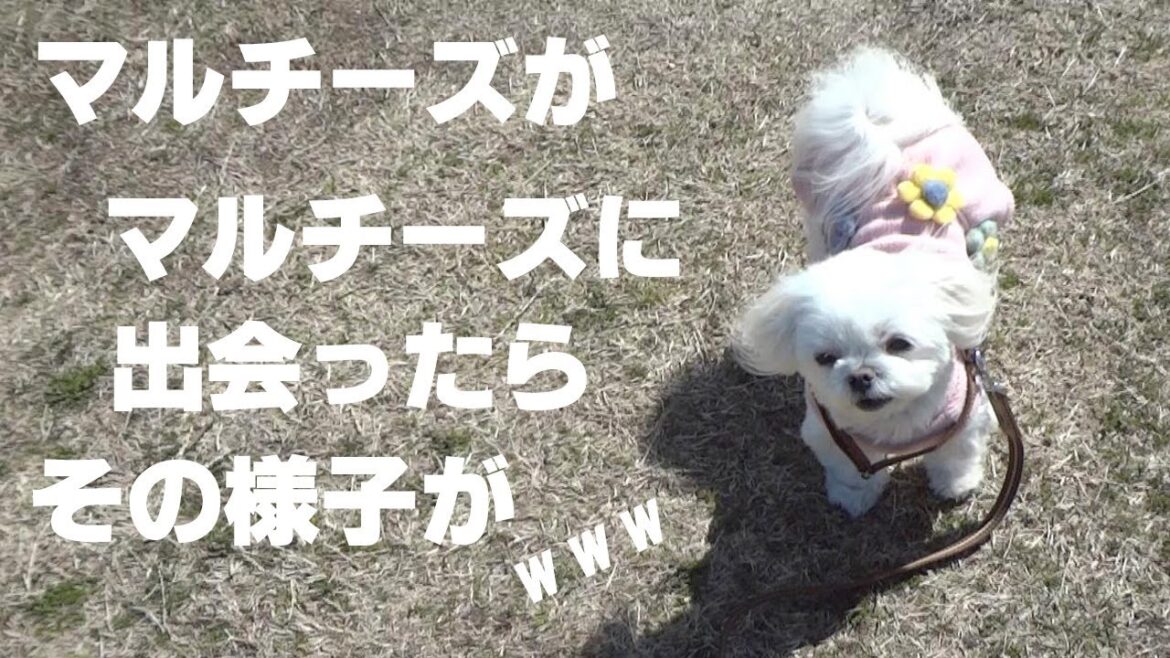 マルチーズがマルチーズに出会った時の様子が面白過ぎる