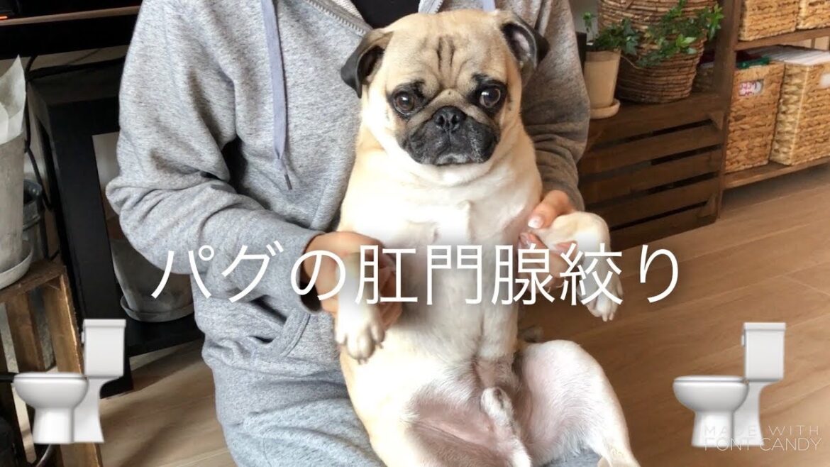 パグ 犬 肛門腺絞りのやり方 pug