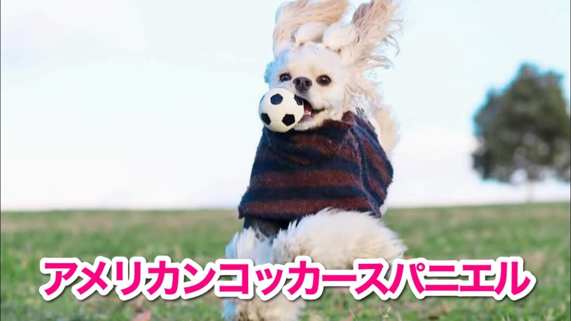 アメリカンコッカースパニエル ＊ 成長記録★桜散歩編