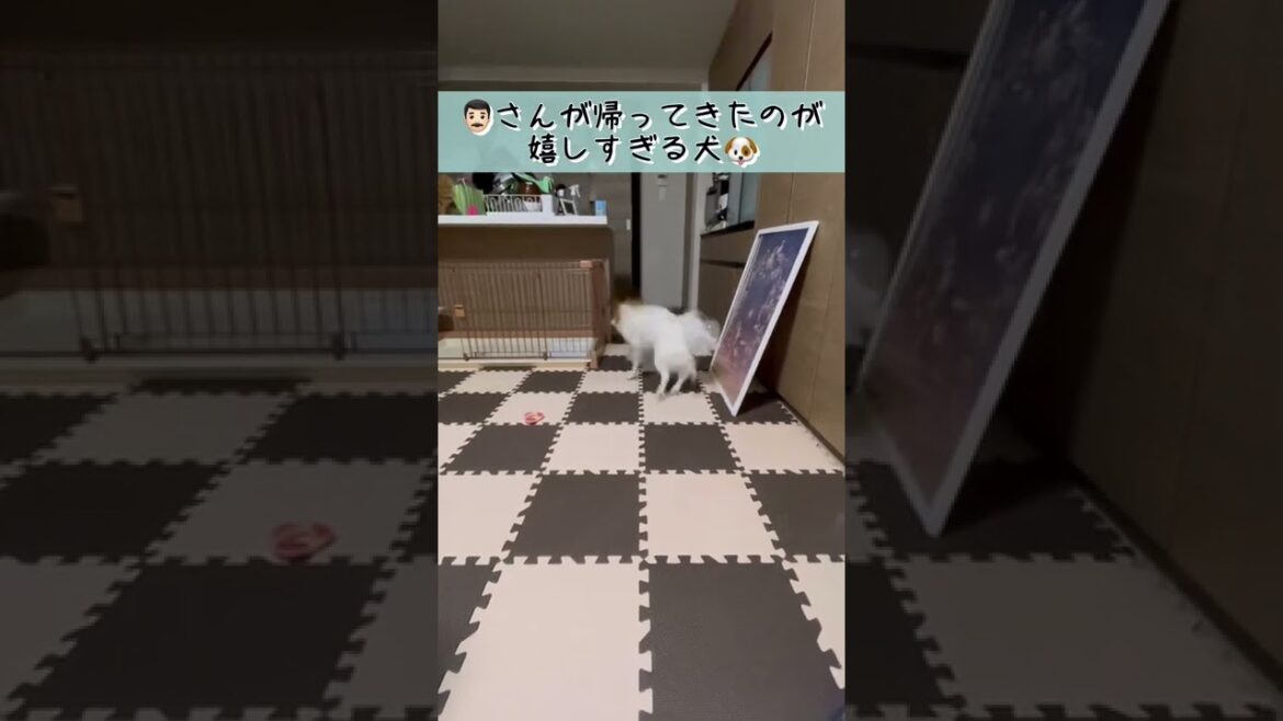 【飼い主帰宅】パピヨンが待つ家に帰った時の反応はこんな感じです #shorts
