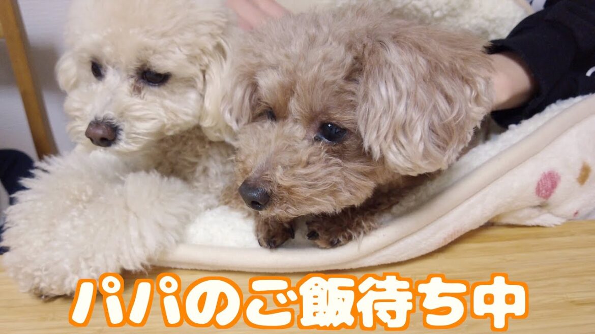 パパのご飯が終わった時の兄犬と妹犬の反応が正反対でかわいい！