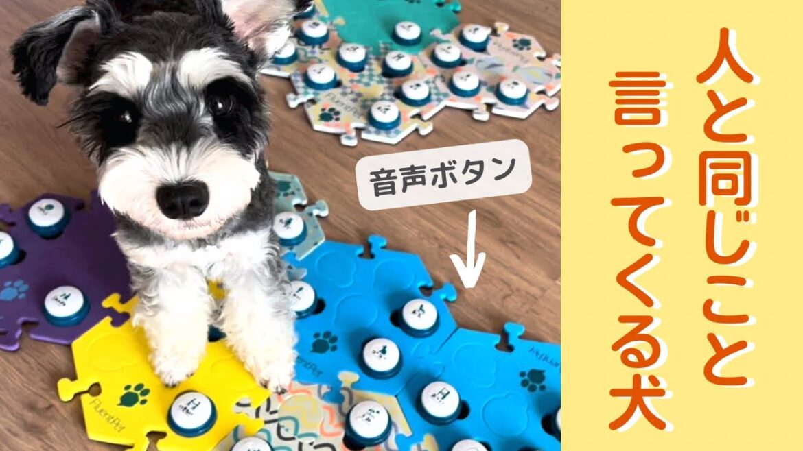 【しゃべる犬】ママの支度が遅い！遅すぎる！