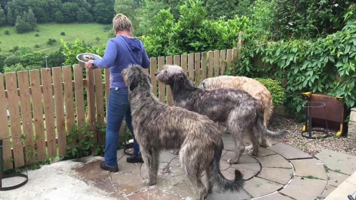 A Day in the Life: Irish Wolfhound Edition A Day in the Life: Irish Wolfhound Edition