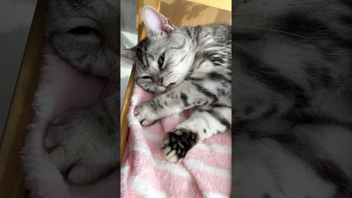 太陽が燦々と降り注ぐ猫。 #shorts