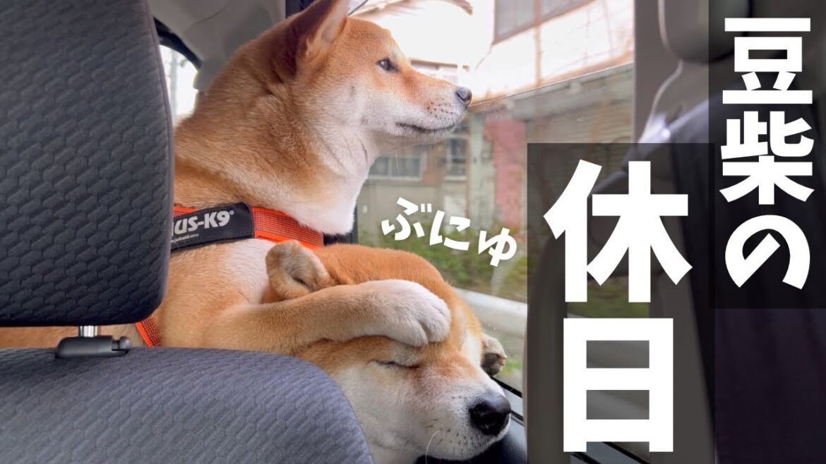 車を購入してからお出かけが大好きになった豆柴【横浜中華街・川崎大師・夜景】