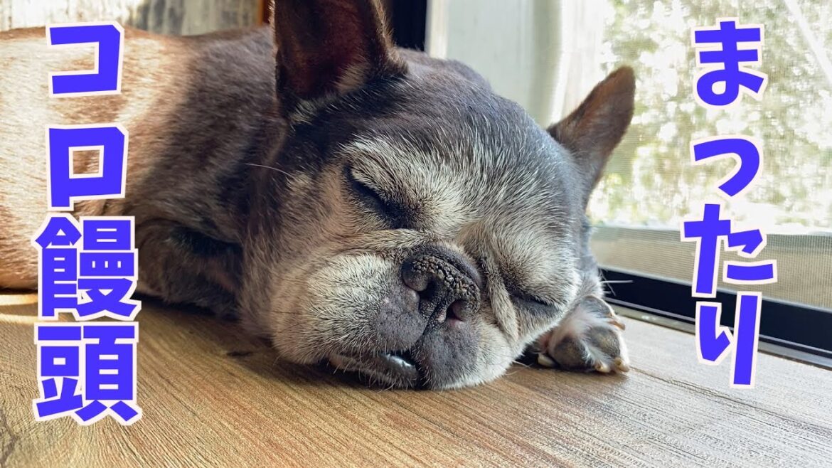 今日もいつもの饅頭ハウス〜French bulldog〜フレンチブルドッグ  vlog @578