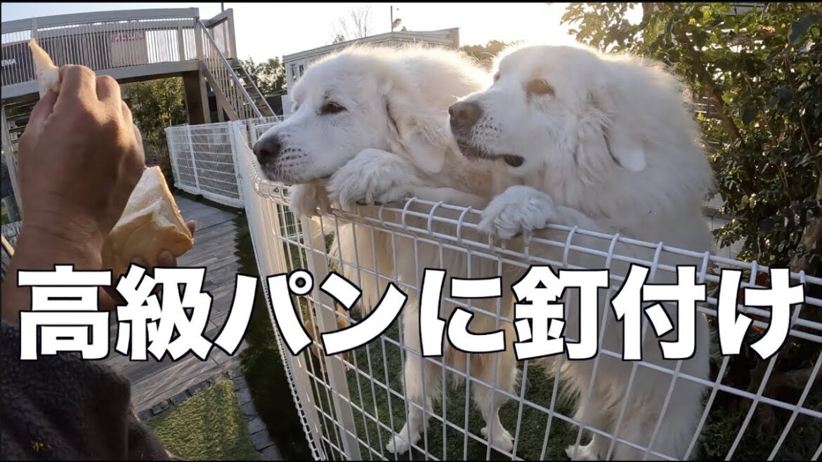 高級食パンに目が釘付けな グレートピレニーズ