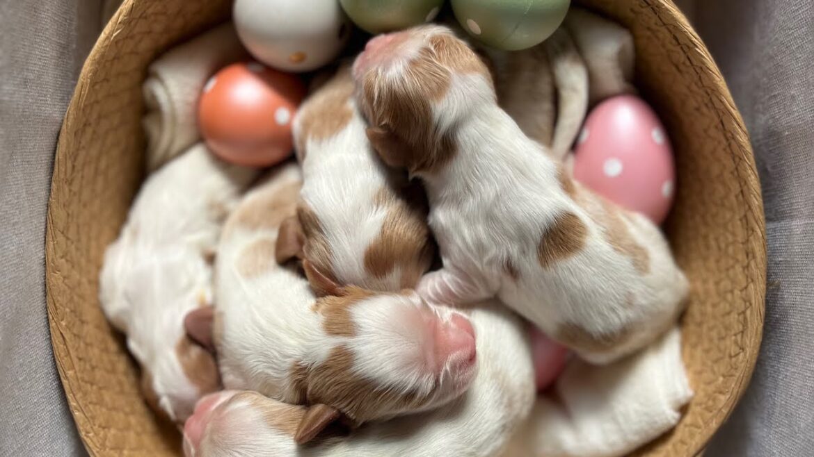 生後5日のキャバリア子犬!特別に犬舎の中を見せてもらった。 生後5日のキャバリア子犬!特別に犬舎の中を見せてもらった。