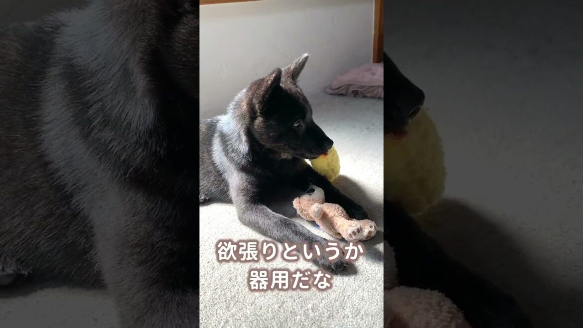 【甲斐犬】欲張り子犬がぬいぐるみを独り占めしてて可愛すぎる！
