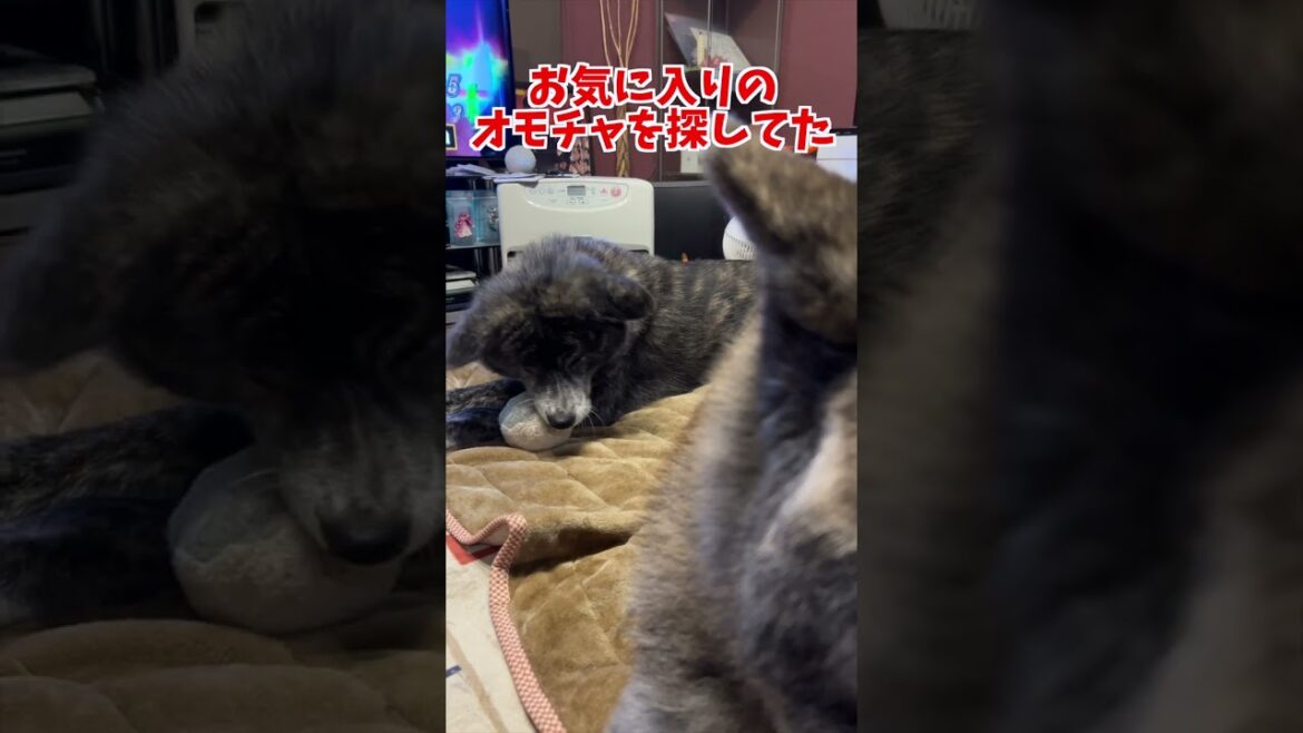 【虎毛】欲しいものは自ら探す秋田犬お菊【大型犬】【akita dog】