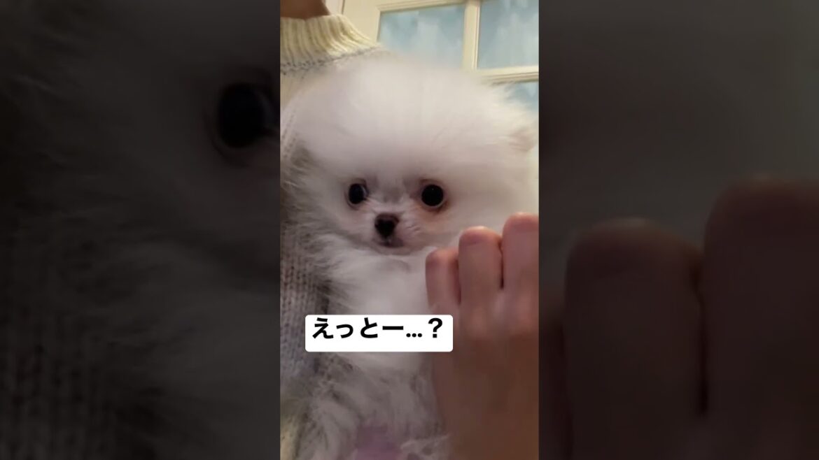 可愛すぎることに無自覚なポメラニアンの子犬