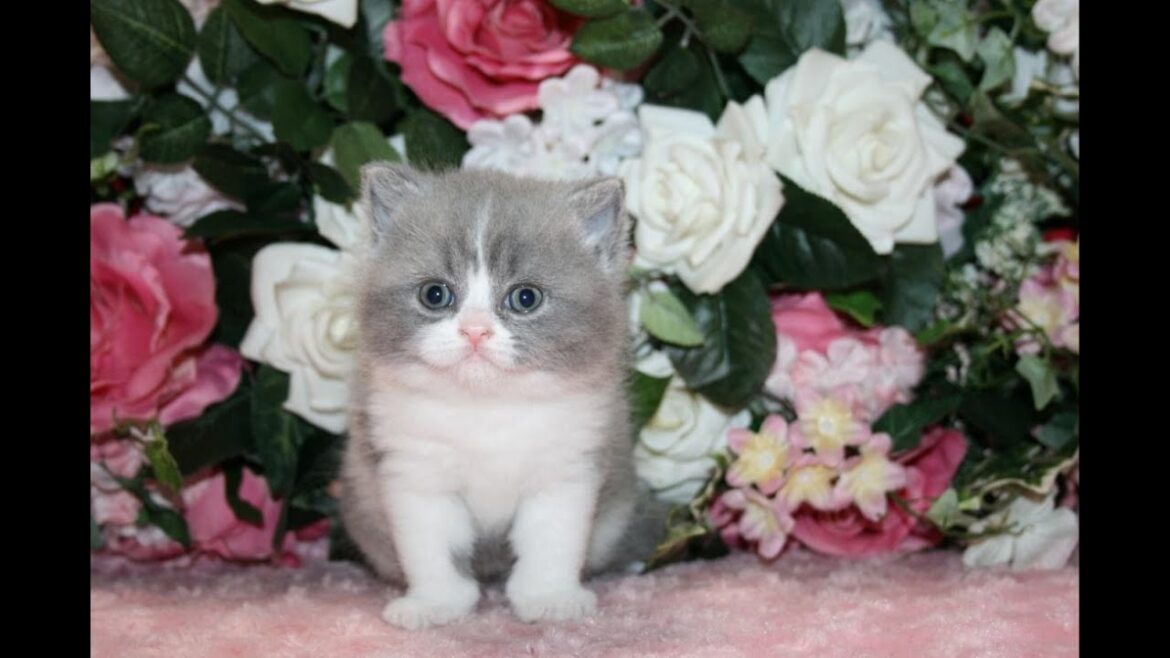 ブリティッシュショートヘアー　２０２３年１月１９日生まれ　ブルーホワイト　女の子