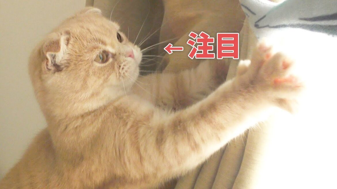 子猫のヒゲを観察してみたら…【スコティッシュフォールド】