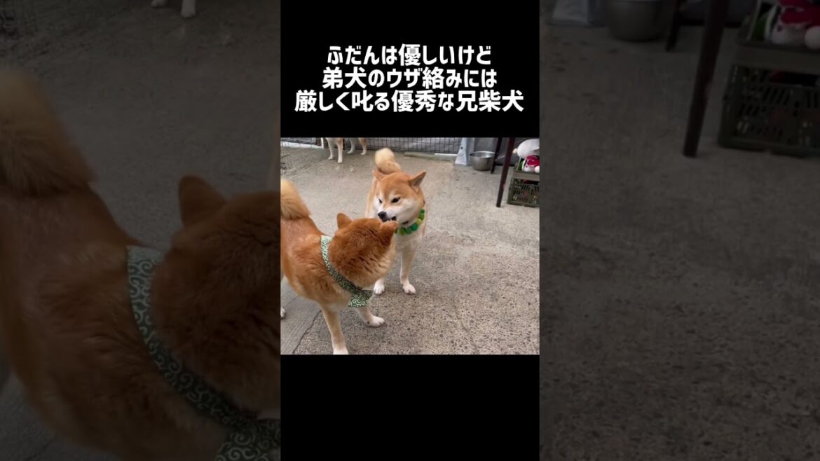 優しい兄柴犬は弟犬のしつけもちゃんとします! #shorts #柴犬 #兄弟犬 優しい兄柴犬は弟犬のしつけもちゃんとします! #shorts #柴犬 #兄弟犬